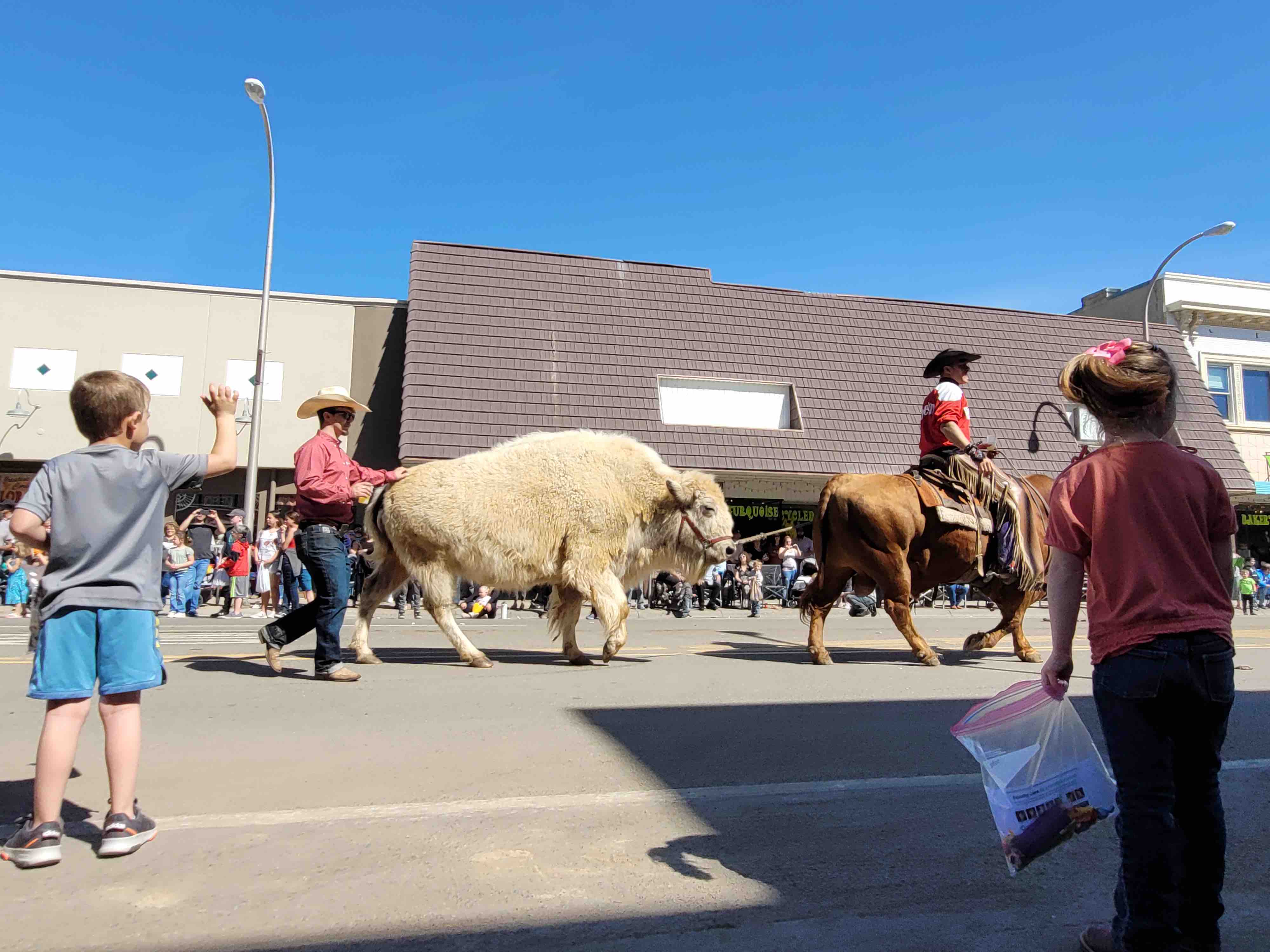 Buffalo walk down the street with children in a parade